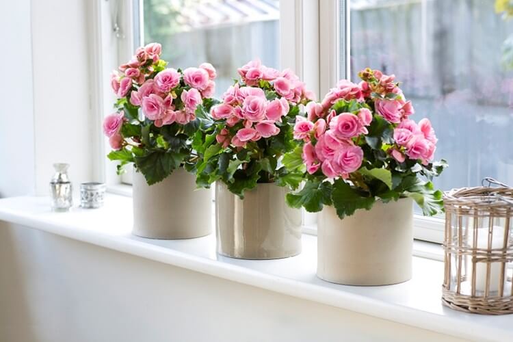 Khung cửa sổ ngập nắng với chậu cây xinh xắn