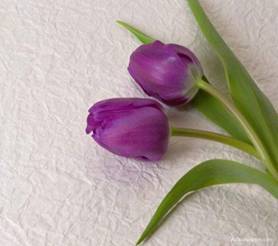 Phòng ngủ theo phong thủy với loài hoa tulip, nhụy của loại hoa này có chứa một loại chất độc. Khi chúng ta tiếp xúc với nó lâu có thể gây ra chứng rụng tóc...