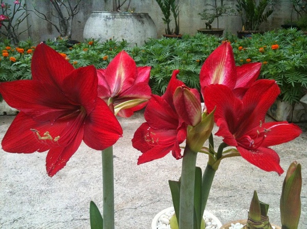 Cây hoa huệ lily