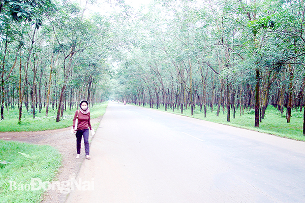 Giá đất nông nghiệp ở nhiều nơi vẫn 'nóng'