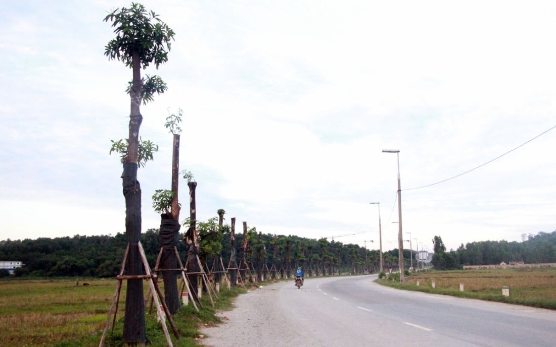 Hàng cây hoa sữa trước cổng bãi rác Nam Sơn.