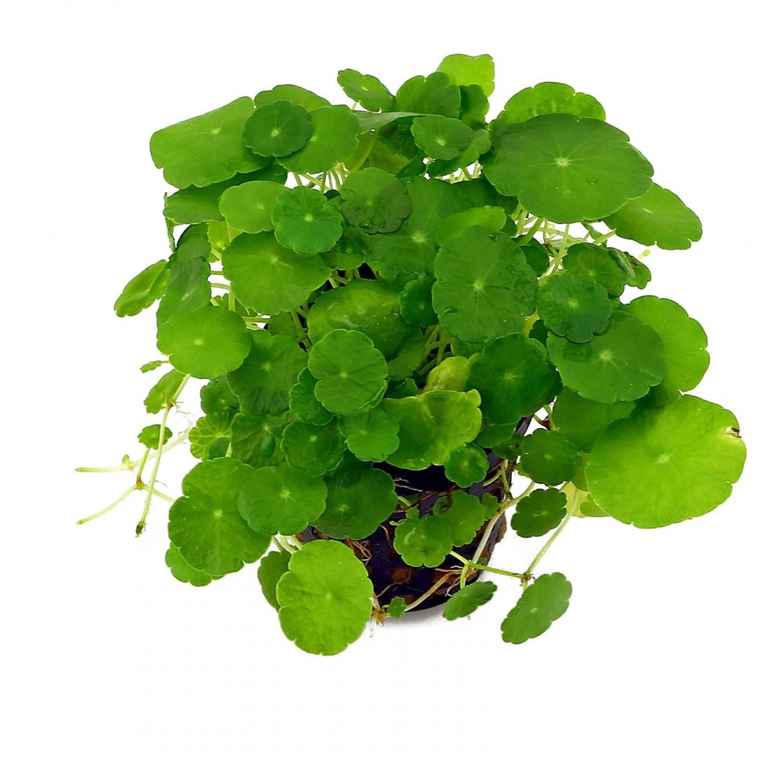 Cây có lá mỏng, hình dạng đồng xu màu xanh nên được gọi là “cỏ đồng tiền”