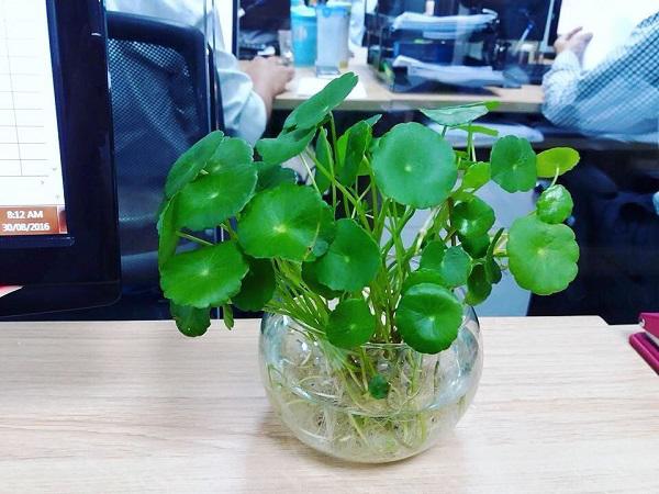 Cây cỏ đồng tiền được ưa chuộng trồng thủy sinh, trang trí cho bàn làm việc