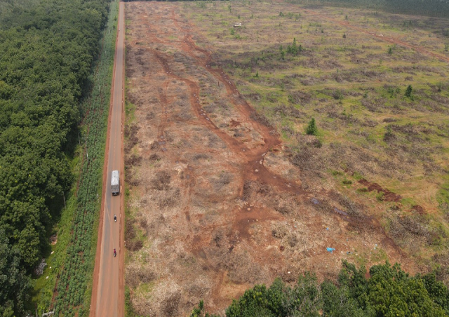 Thanh lý hơn 1.100 ha cây cao su tạo lập mặt bằng sân bay Long Thành