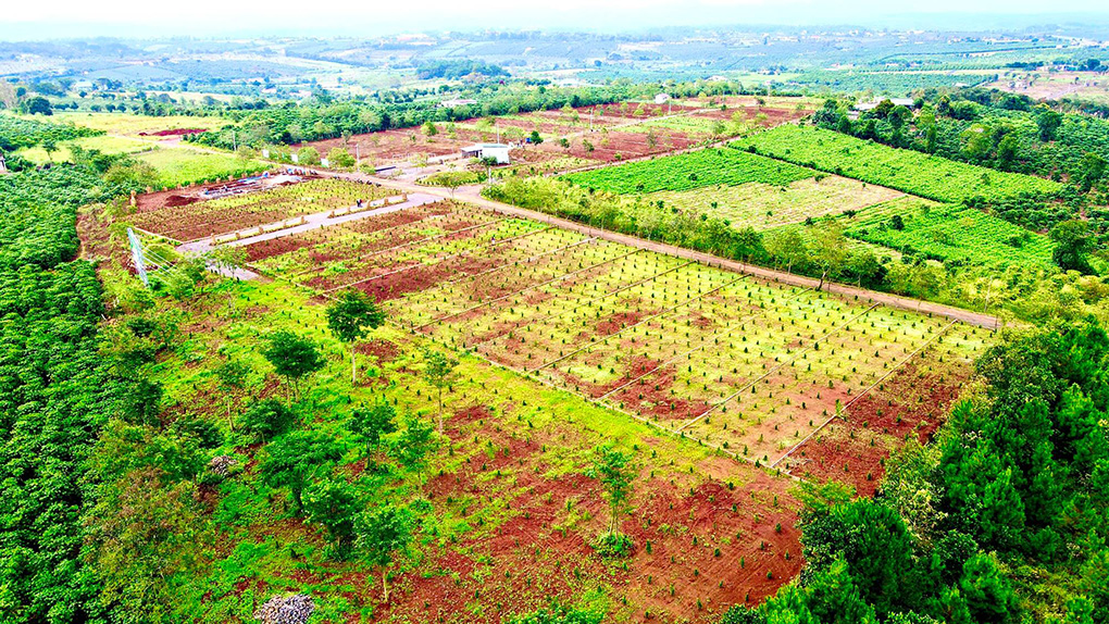 tiến độ dự án đồi hoa hướng dương