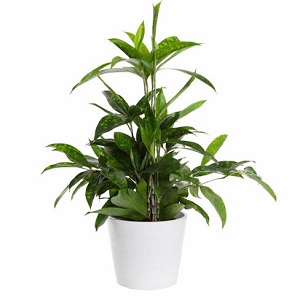 Cây Trúc Nhật