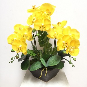 Cây Lan Hồ Điệp Vàng