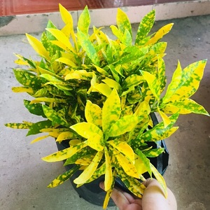 Cây Cô Tòng Lá Đốm