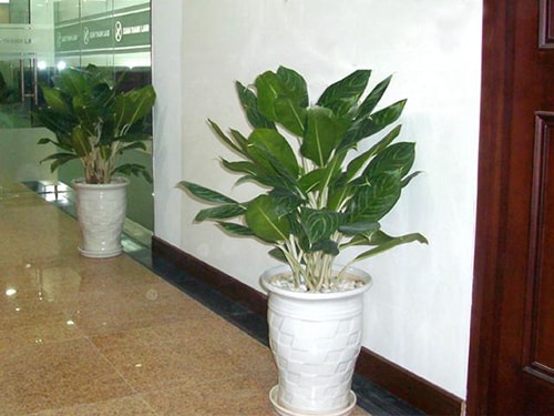 Cây cũng được sử dụng để trang trí dọc hành lang, lối đi của các văn phòng công ty, tòa nhà chung cư.