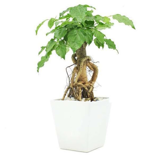 Cây Hạnh Phúc