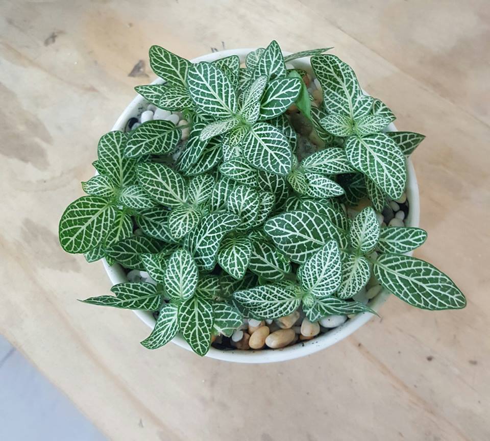 Cây Cẩm Nhung xanh (Cây lá may mắn)