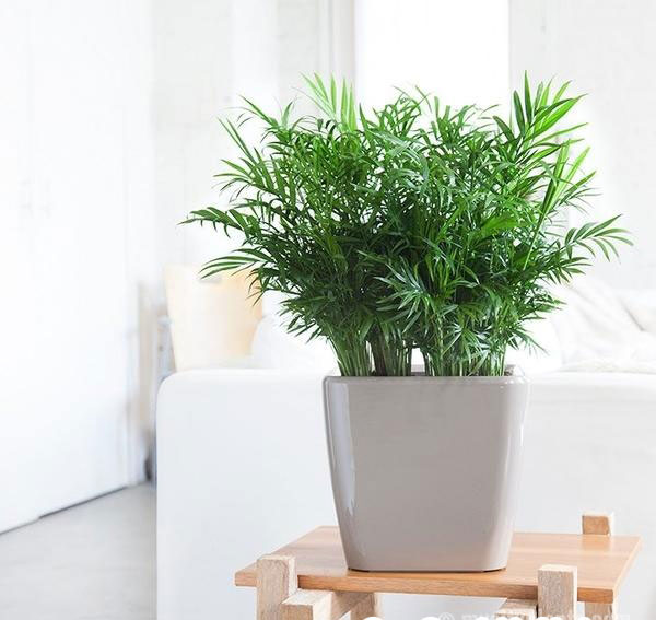 Cây Cau Tiểu Trâm đặt trên kệ gỗ trang trí cho phòng khách.