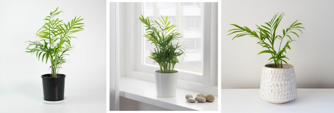 Cây cau tiểu trâm đặt ở thành cửa sổ.