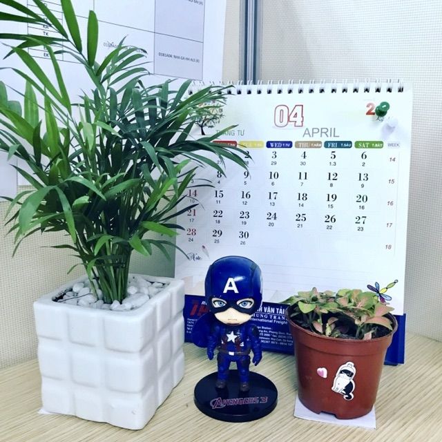 Cây cau tiểu trâm đặt trên bàn làm việc.