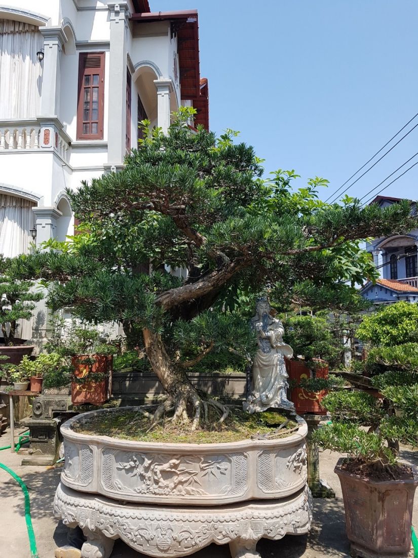 Cây tùng la hán với thế bonsai đẹp không thể thiếu trong vườn nhà.