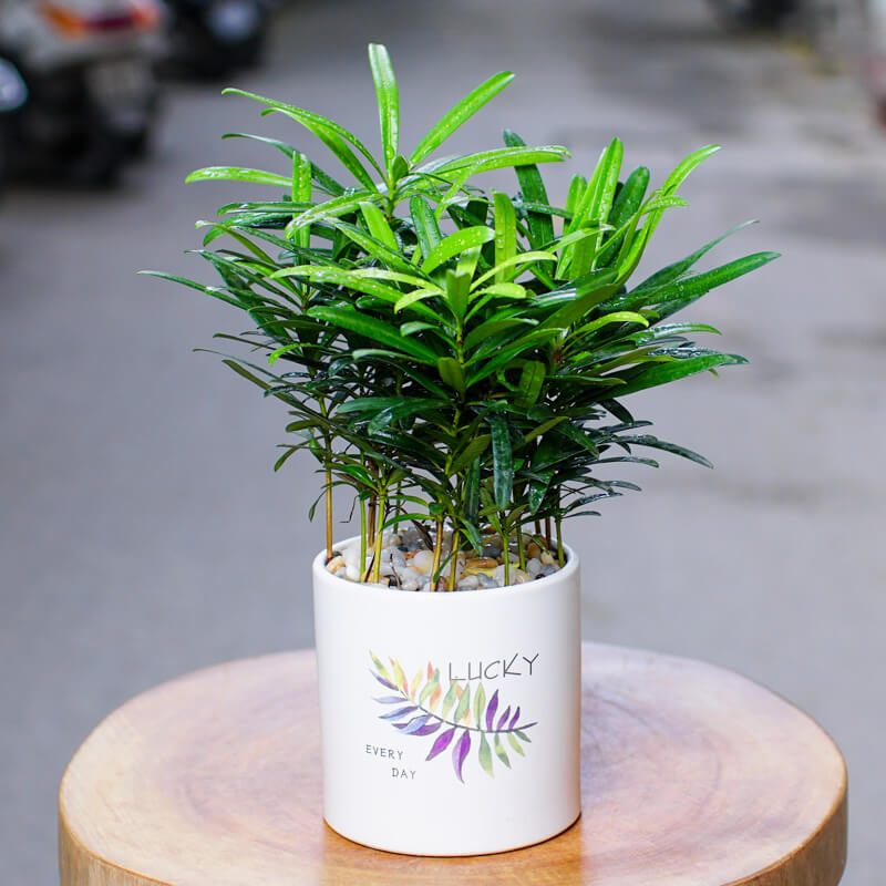 Chậu cây tùng la hán mini để bàn
