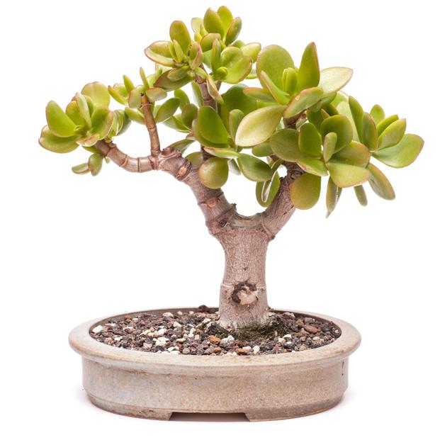 Ý nghĩa của cây ngọc bích