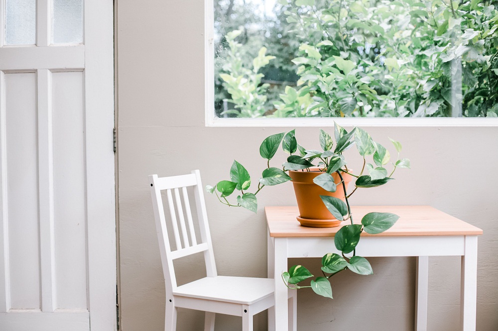 Công dụng của cây trầu bà