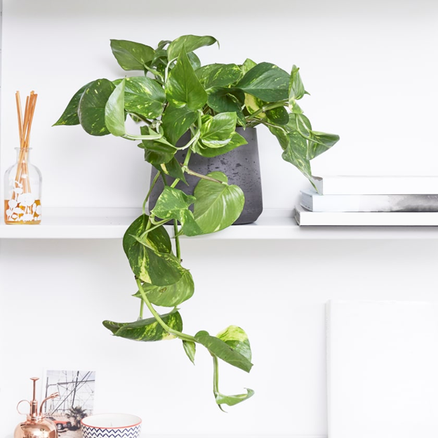 Cây trầu bà vàng (Golden Pothos)