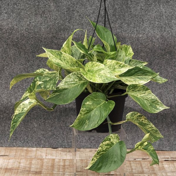 Cây trầu bà cẩm thạch (Marble Queen Pothos)