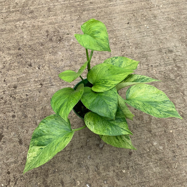 Cây trầu bà cẩm thạch vàng (Jessenia Pothos)