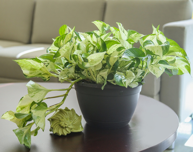 Cây trầu bà sữa (Manjula Pothos)