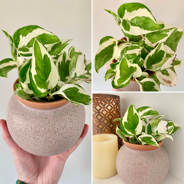 Cây trầu bà ngọc (Pearl and Jade Pothos)