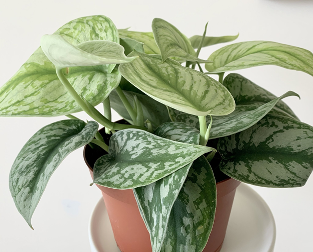 Cây trầu bà bạc (Silver Pothos)