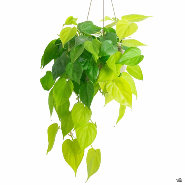 Cây trầu bà thái (Neon Pothos)