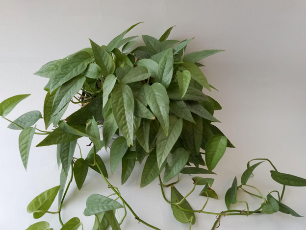 Cây trầu bà xanh (Cebu Blue Pothos)