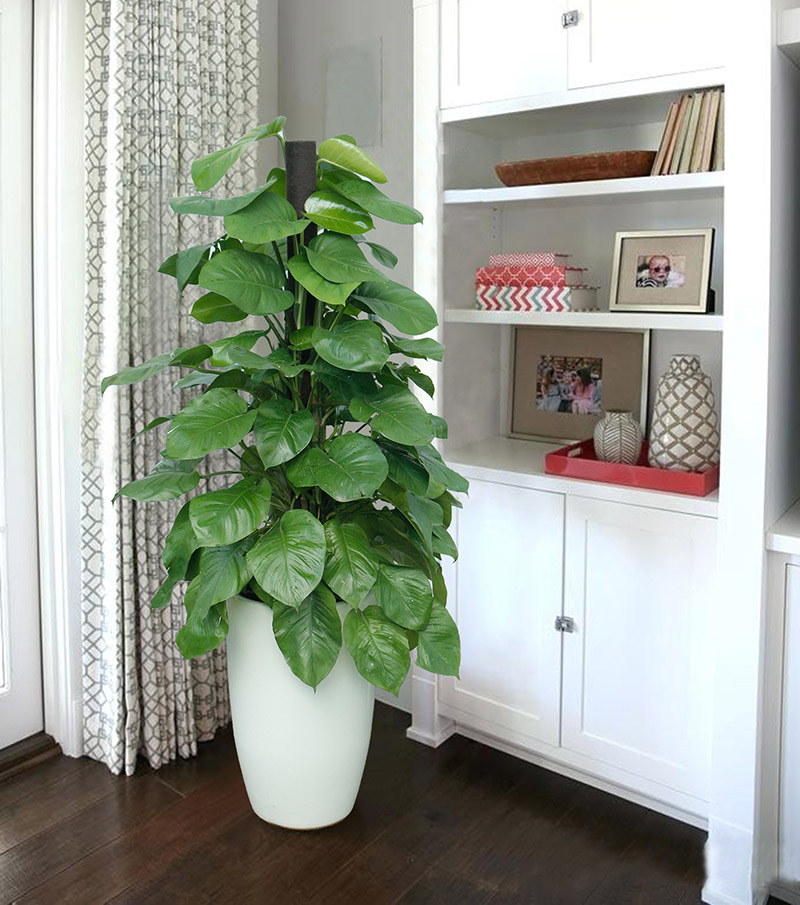Cây trầu bà trang trí