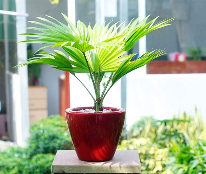 Cây cọ cảnh có nhiều gai mọc ở dọc cuống lá, cuống lá cứng và dài.