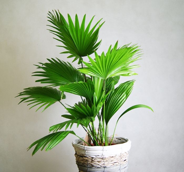 Cây cọ cảnh được dùng làm cây trang trí nội thất nhà ở, văn phòng, lối ra vào khách sạn,…