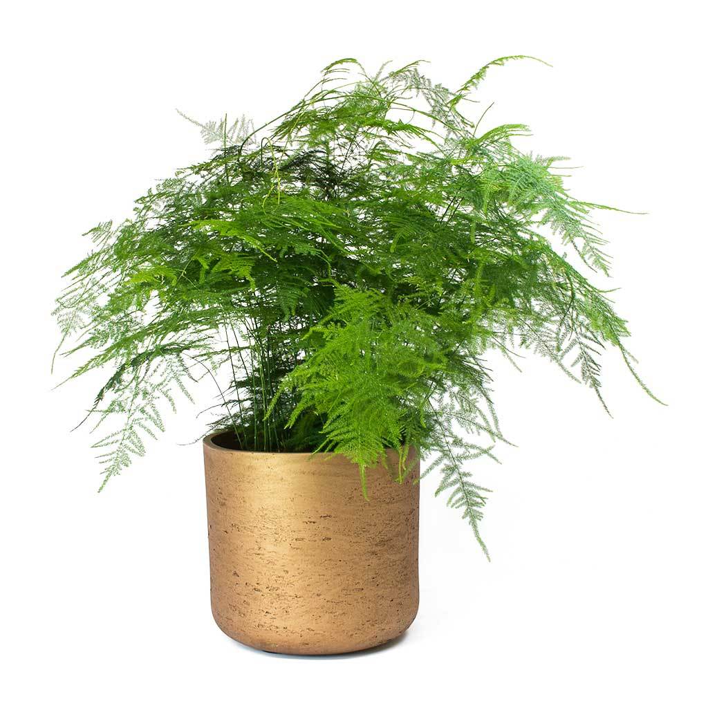 Công dụng cây kim thủy tùng