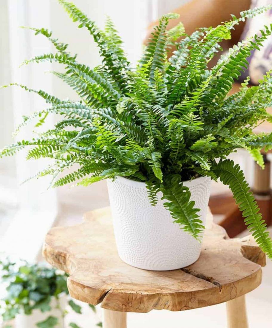 Ý nghĩa phong thủy cây dương xỉ