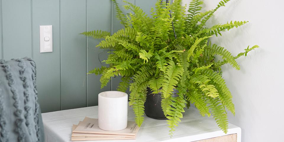 Tác dụng cây dương xỉ