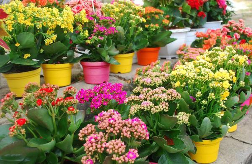 Ý nghĩa phong thủy cây sống đời