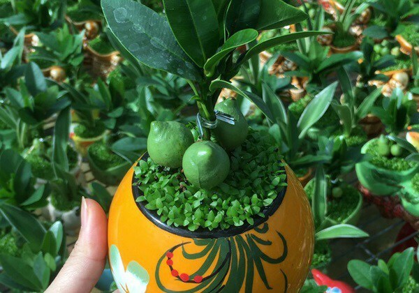 Ý nghĩa phong thủy cây tài lộc
