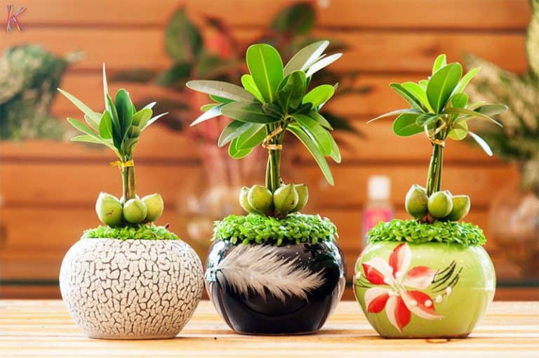 Cây tài lộc hợp với mệnh nào?