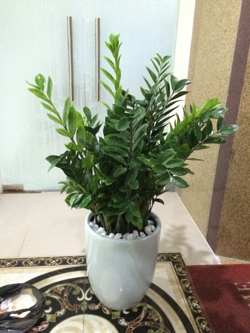 Tác dụng của cây kim tiền