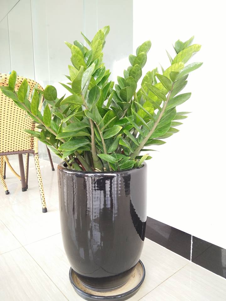 Các vị trí đẹp đặt cây kim tiền