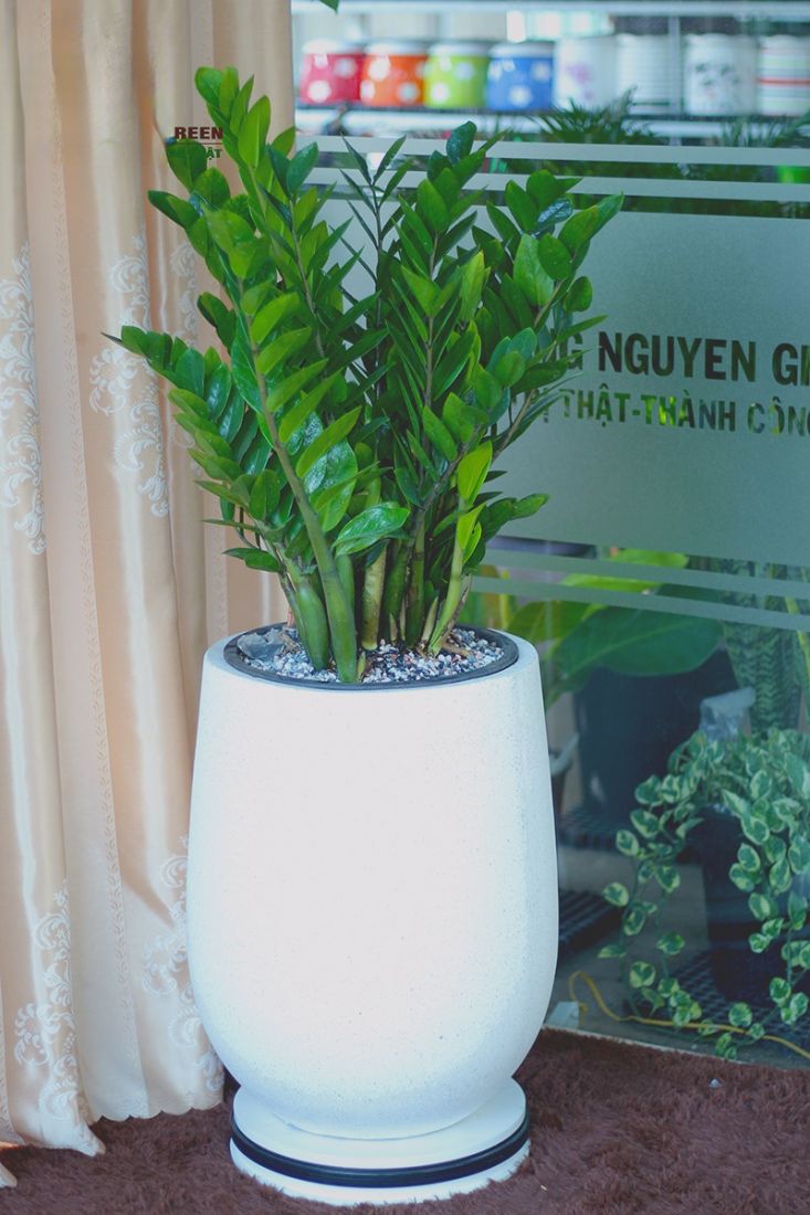 Vị trí đẹp đặt cây kim tiền