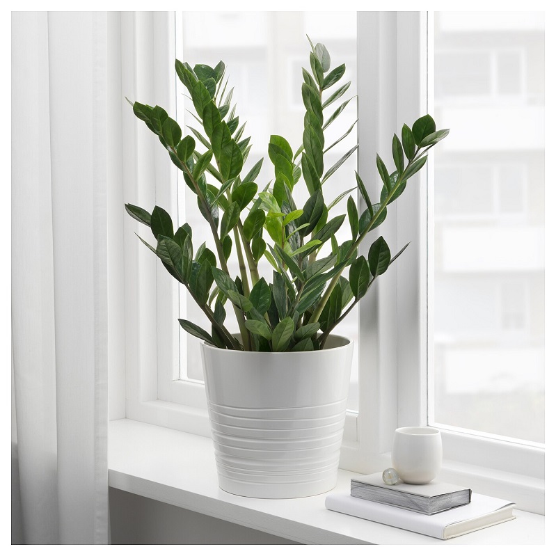 Đặt cây kim tiền sát bên cửa sổ