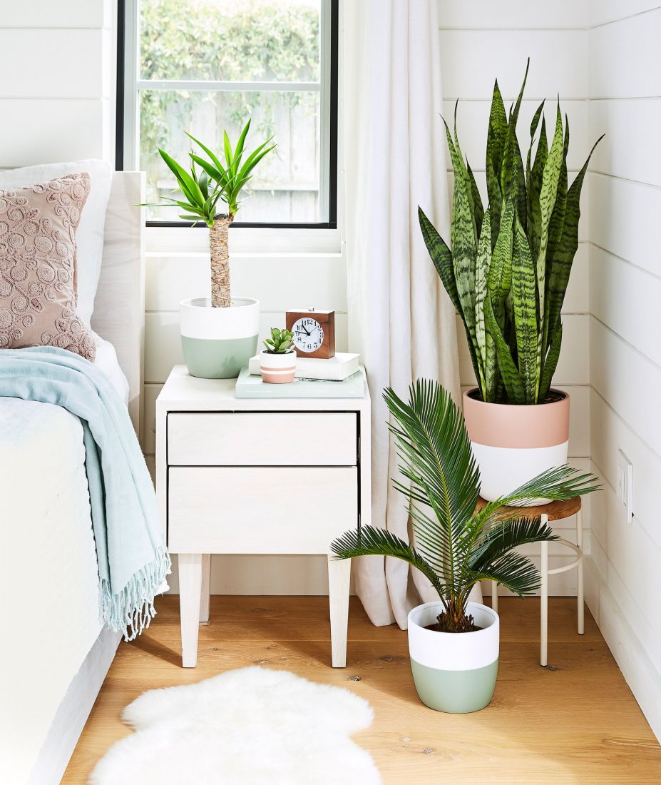 Tác dụng cây lưỡi hổ