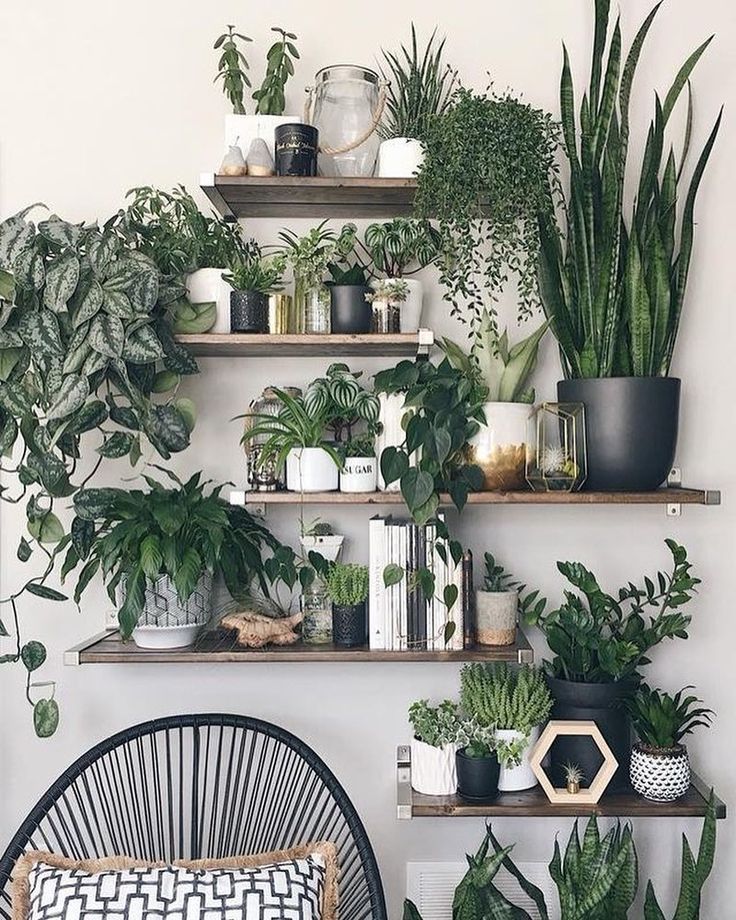 Vị trí đẹp đặt cây lưỡi hổ