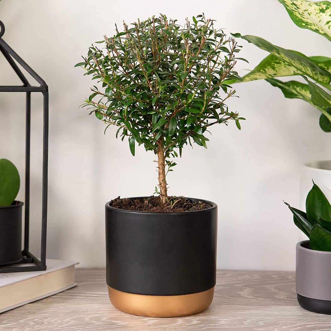 Mẫu cây hương đào đẹp