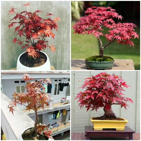 Những chậu cây phong lá đỏ tạo điểm nhấn không gian rực rỡ