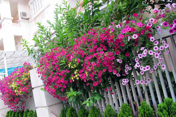 Cổng rào nhà ở được tô điểm với sắc hoa triệu chuông