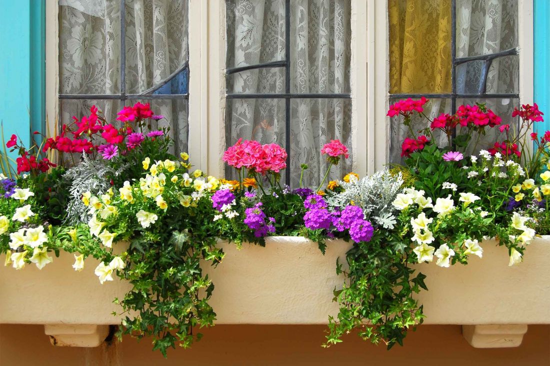 Trang trí thềm cửa sổ với hoa triệu chuông nhiều màu sắc