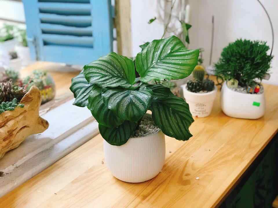 Cây phong thủy theo mệnh thủy